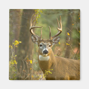 Weißwedelhirsch Bock Whitefish, Montana Magnet