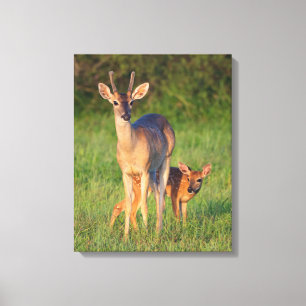 Weißwedelhirsch   Grasreicher Lebensraum Leinwanddruck