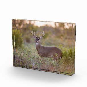 Weißwedelhirsch Herbst in Texas Fotoblock