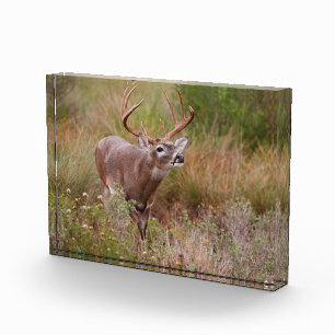 Weißwedelhirsch Herbst in Texas Fotoblock