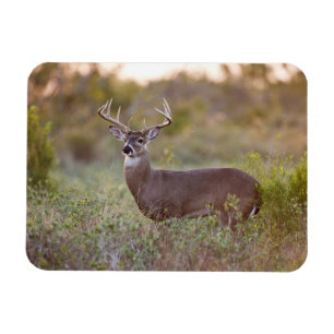 Weißwedelhirsch Herbst in Texas Magnet