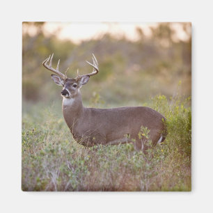 Weißwedelhirsch   Herbst in Texas Magnet