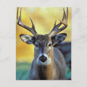 Weißwedelhirsch   Herbst Postkarte