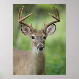 Weißwedelhirsch   Hill Country, Texas Poster