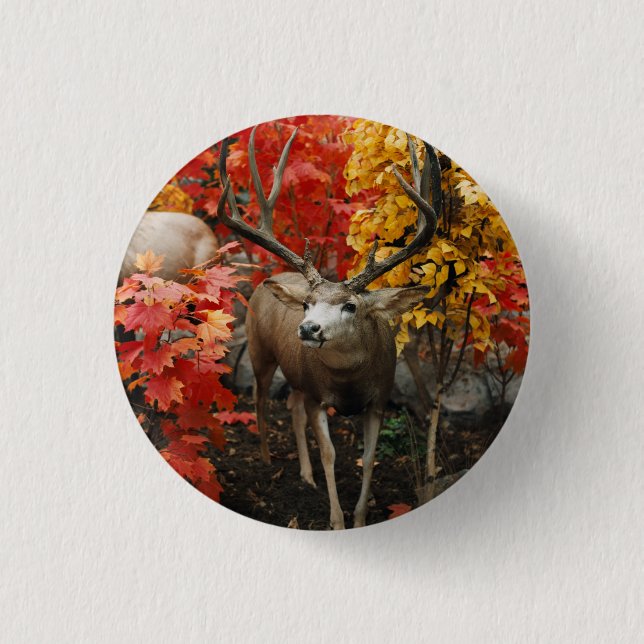 Weißwedelhirsch im Herbst Button (Vorderseite)