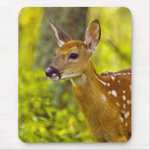 Weißwedelhirsch-Kalb in Whitefish, Montana, USA Mousepad