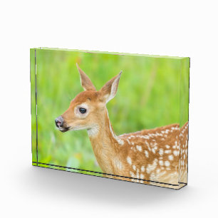 Weißwedelhirsch-Kalb Minnesota Fotoblock