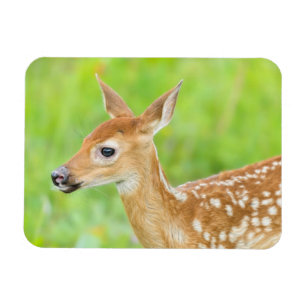 Weißwedelhirsch-Kalb Minnesota Magnet