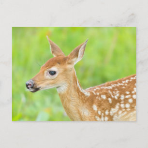 Weißwedelhirsch-Kalb   Minnesota Postkarte