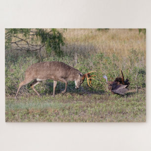 Weißwedelhirsch kämpft mit Wildtruthahn