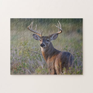 Weißwedelhirsch Odocoileus virginianus