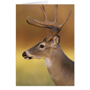 Weißwedelhirsch, Odocoileus virginianus,