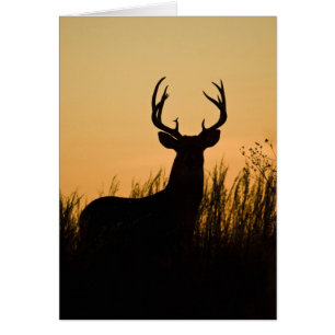 Weißwedelhirsch Odocoileus virginianus)