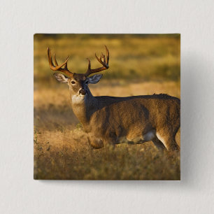 Weißwedelhirsch (Odocoileus virginianus) erwachsen Button