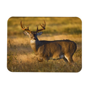 Weißwedelhirsch (Odocoileus virginianus) erwachsen Magnet