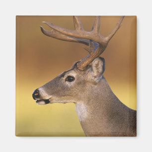 Weißwedelhirsch, Odocoileus virginianus, Magnet
