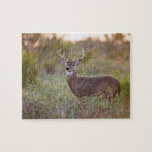 Weißwedelhirsch (Odocoileus virginianus) Männchen