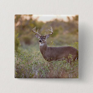 Weißwedelhirsch (Odocoileus virginianus) Männchen Button
