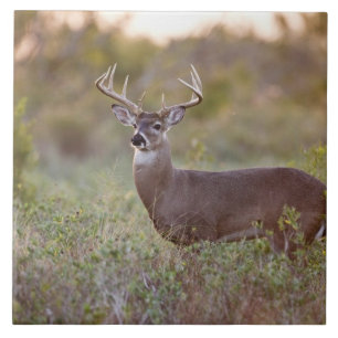 Weißwedelhirsch (Odocoileus virginianus) Männchen  Fliese