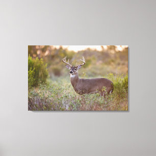 Weißwedelhirsch (Odocoileus virginianus) Männchen  Leinwanddruck