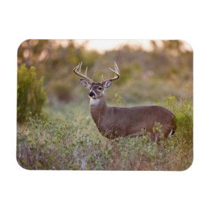 Weißwedelhirsch (Odocoileus virginianus) Männchen Magnet