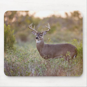 Weißwedelhirsch (Odocoileus virginianus) Männchen Mousepad