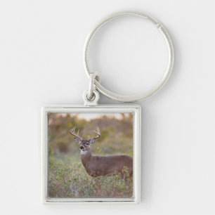 Weißwedelhirsch (Odocoileus virginianus) Männchen  Schlüsselanhänger