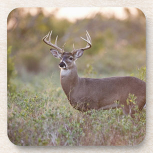 Weißwedelhirsch (Odocoileus virginianus) Männchen Untersetzer