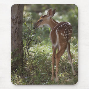 Weißwedelhirsch, Odocoileus virginianus Mousepad