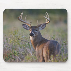 Weißwedelhirsch Odocoileus virginianus Mousepad