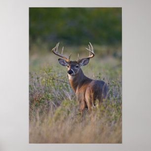 Weißwedelhirsch Odocoileus virginianus Poster