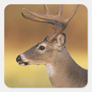Weißwedelhirsch, Odocoileus virginianus, Quadratischer Aufkleber