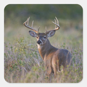 Weißwedelhirsch Odocoileus virginianus Quadratischer Aufkleber