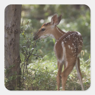 Weißwedelhirsch, Odocoileus virginianus Quadratischer Aufkleber