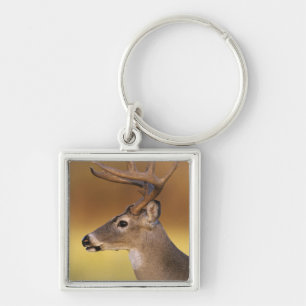 Weißwedelhirsch, Odocoileus virginianus, Schlüsselanhänger