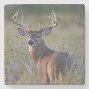 Weißwedelhirsch Odocoileus virginianus Steinuntersetzer