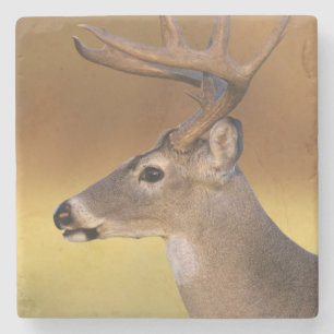 Weißwedelhirsch, Odocoileus virginianus, Steinuntersetzer