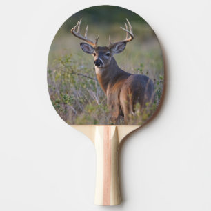Weißwedelhirsch Odocoileus virginianus Tischtennis Schläger