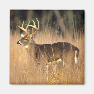 Weißwedelhirsch Smoky Mountains Tennessee Magnet