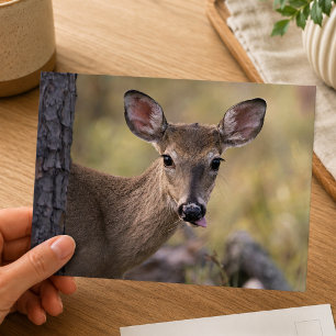Weißwedelhirsch-Wald-Wildtier-Fotografie Postkarte