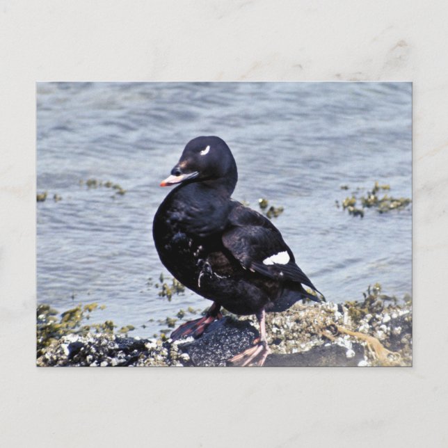 Weißwinged Scoter, Adak Island Postkarte (Vorderseite)