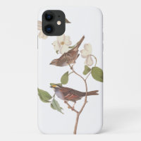 Weißwurzelammer Audubon-Vögel in Dogwood