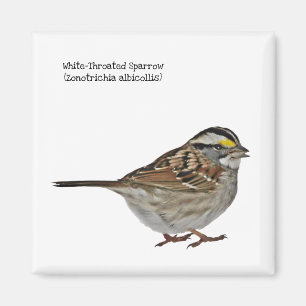 Weißwurzelammer Magnet