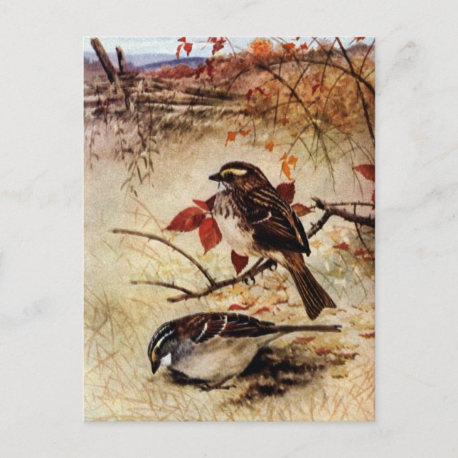 Weißwurzelspange und Herbstlaube Postkarte (Vorderseite)