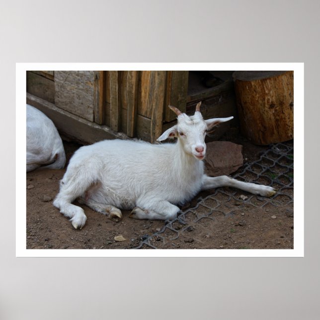 Weißziegenhaltung Poster (Vorne)