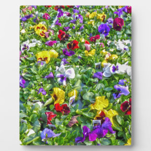 Weitere Stiefmütterchen Fotoplatte