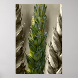 Weizen Poster