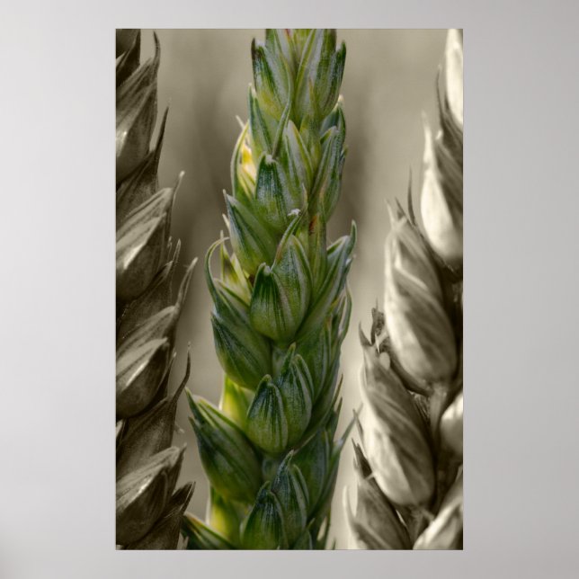 Weizen Poster (Vorne)