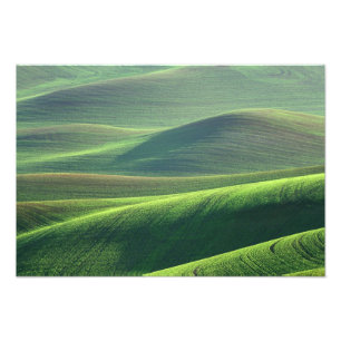 Weizen sprießt in den Hügeln der Palouse Fotodruck