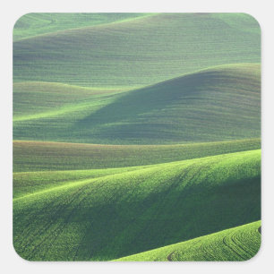 Weizen sprießt in den Hügeln der Palouse Quadratischer Aufkleber